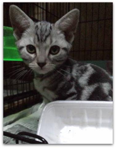 アメリカンショートヘアー