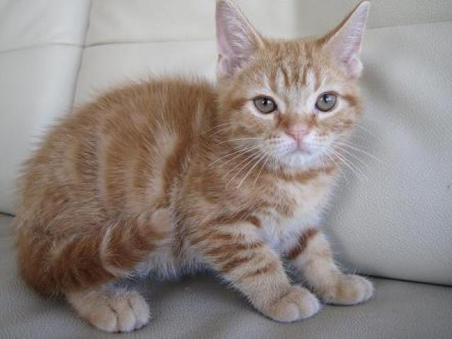 アメリカンショートヘアー