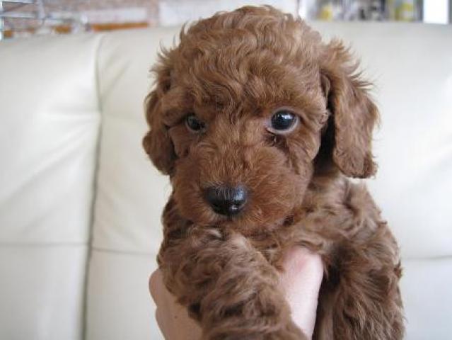 トイプードル