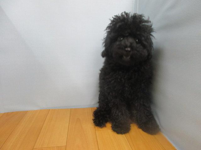 トイプードル