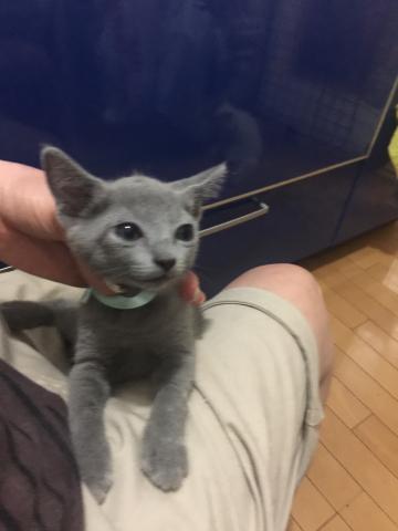 ロシアンブルー