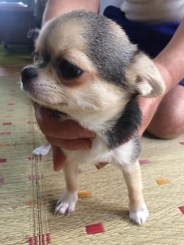 チワワ（スムースコート）