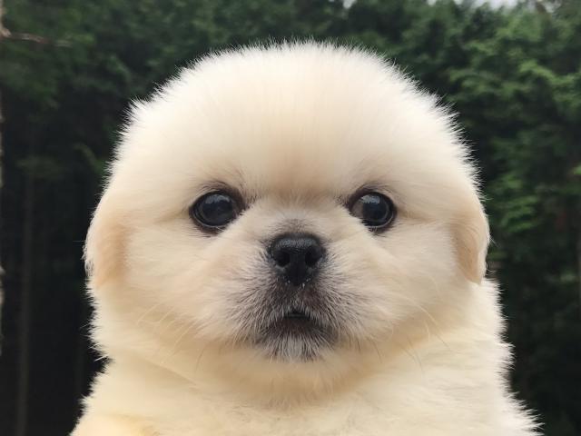 ペキニーズ