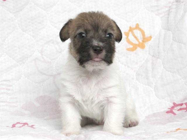 ジャックラッセルテリア