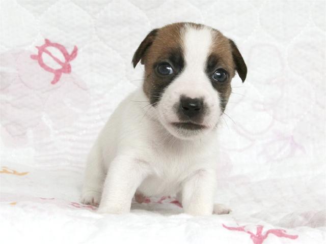 ジャックラッセルテリア