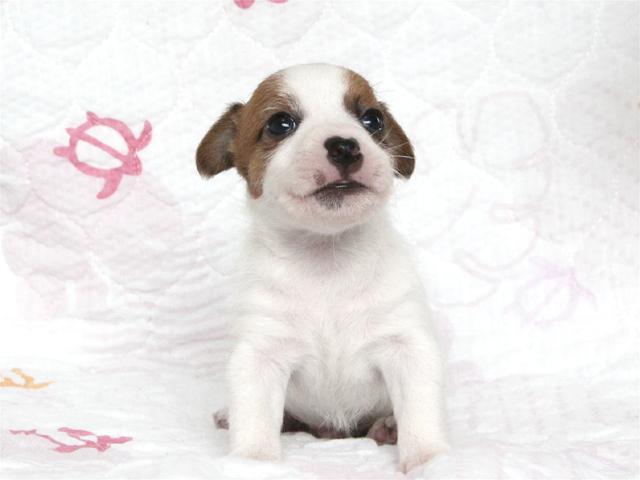 ジャックラッセルテリア