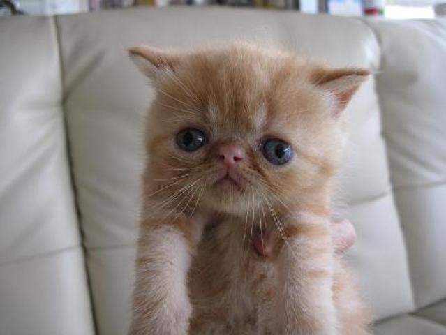 エキゾチックショートヘアー