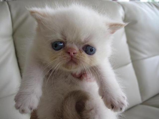 エキゾチックショートヘアー