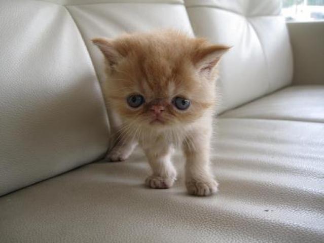 エキゾチックショートヘアー