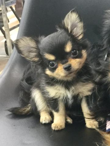 チワワ（ロングコート）