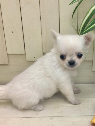 チワワ(ロングコート)