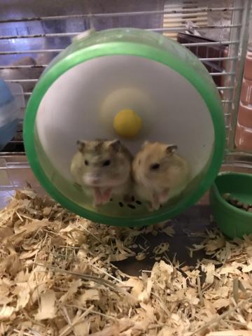 プディングジャンガリアン