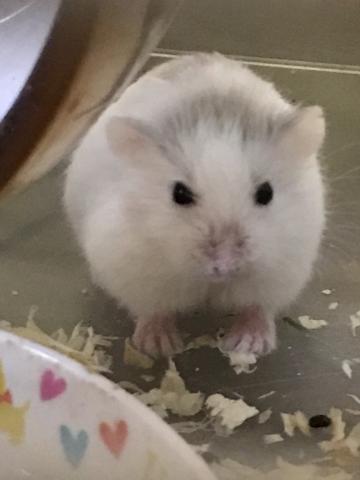 ホワイトフェイスロボロフスキー