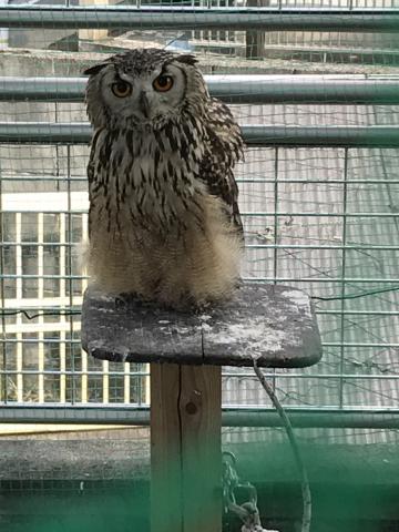 ベンガルワシミミズク