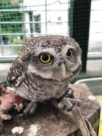 インドコキンメフクロウ