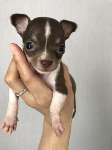 チワワ(スムースコート)