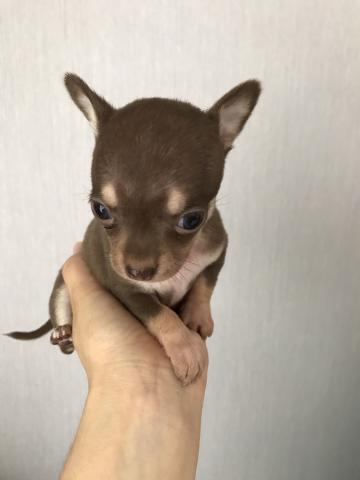 チワワ(スムースコート)