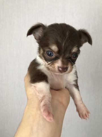 チワワ（ロングコート）