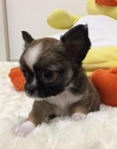 チワワ（ロングコート）