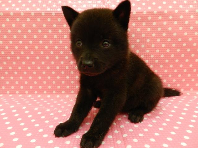 甲斐犬