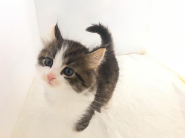 ノルウェージャンフォレストキャット