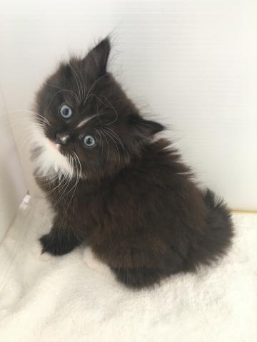 ノルウェージャンフォレストキャット