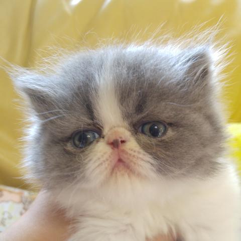 エキゾチックショートヘアー