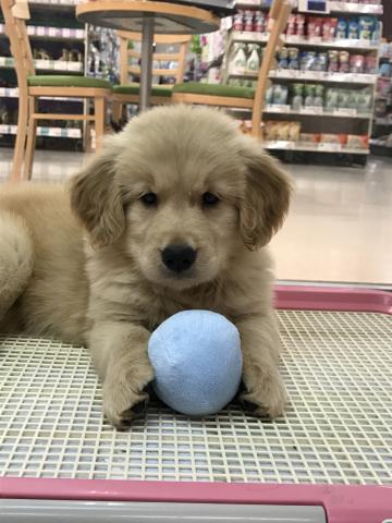 ゴールデンレトリーバー