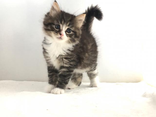 ノルウェージャンフォレストキャット