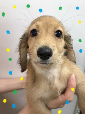 ミニチュアダックスフンド