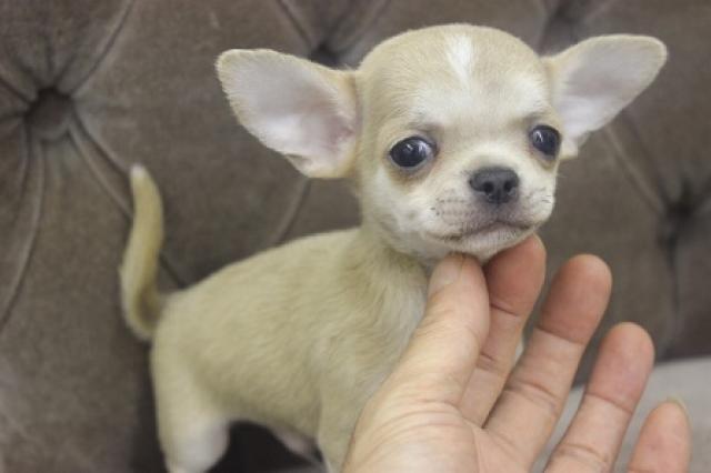 チワワ(スムースコート)