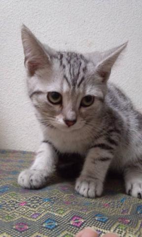 アメリカンショートヘアー