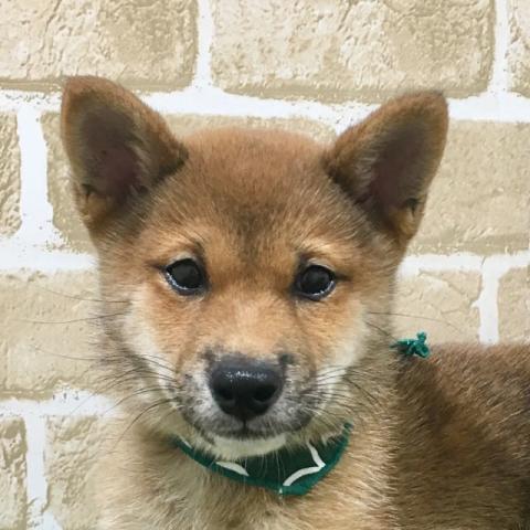 柴犬