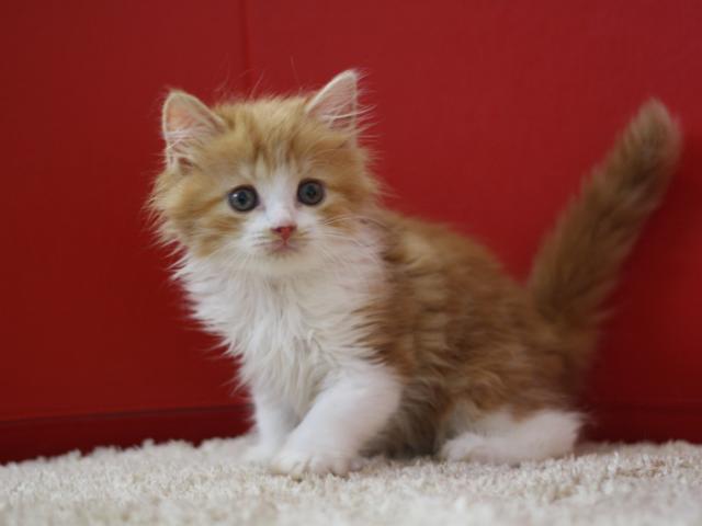 スコティッシュフォールド