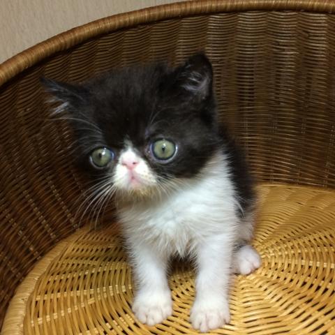 エキゾチックショートヘアー