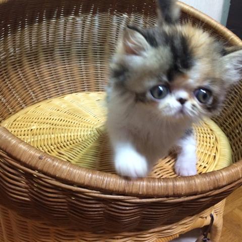 エキゾチックロングヘアー