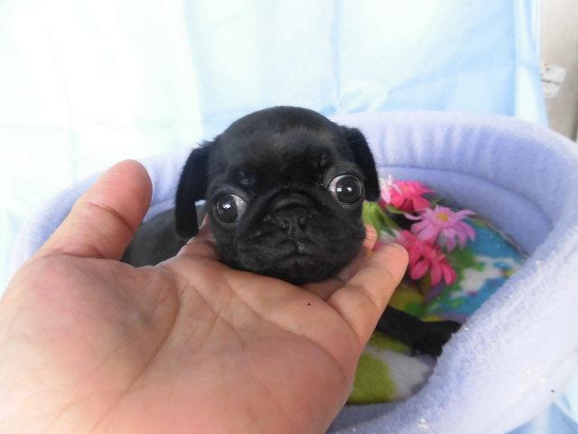 パグ