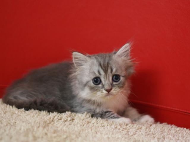 スコティッシュフォールド