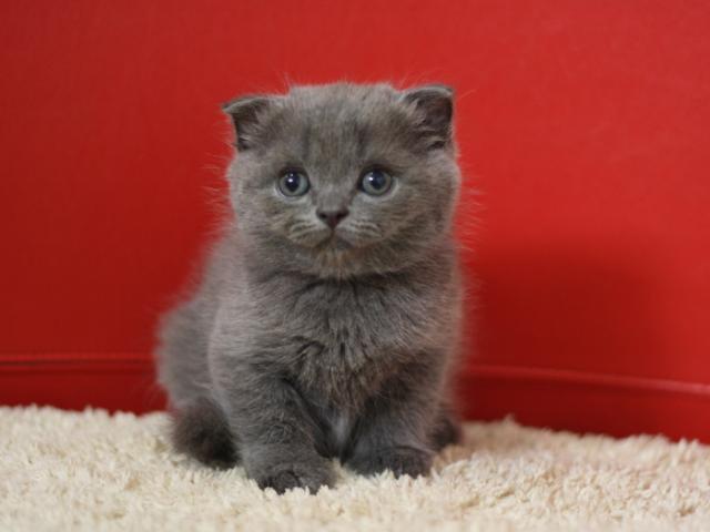 スコティッシュフォールド