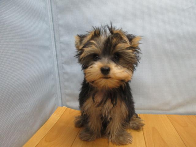 ヨークシャーテリア