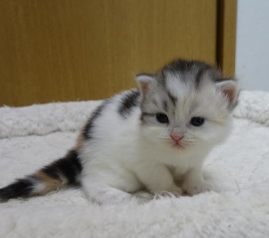 スコティッシュフォールド