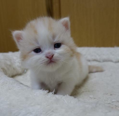スコティッシュフォールド