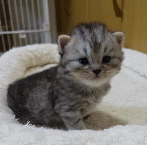 スコティッシュフォールド