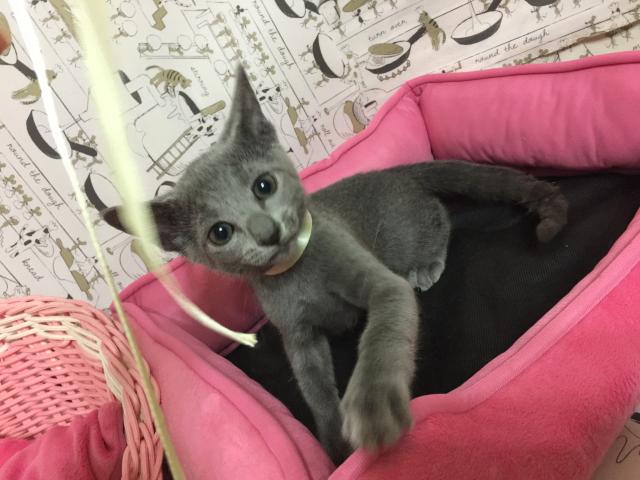 ロシアンブルー