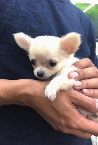 チワワ(ロングコート)