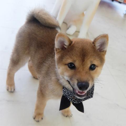 豆柴