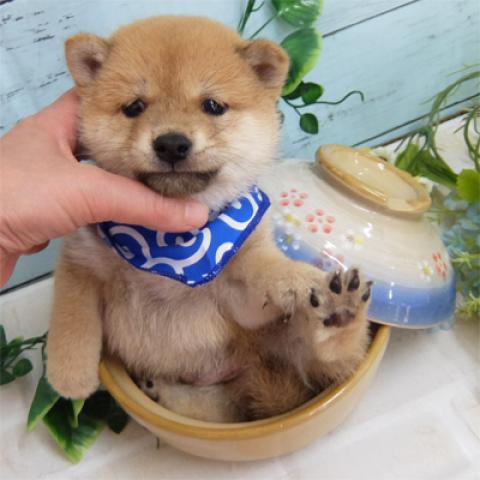 豆柴