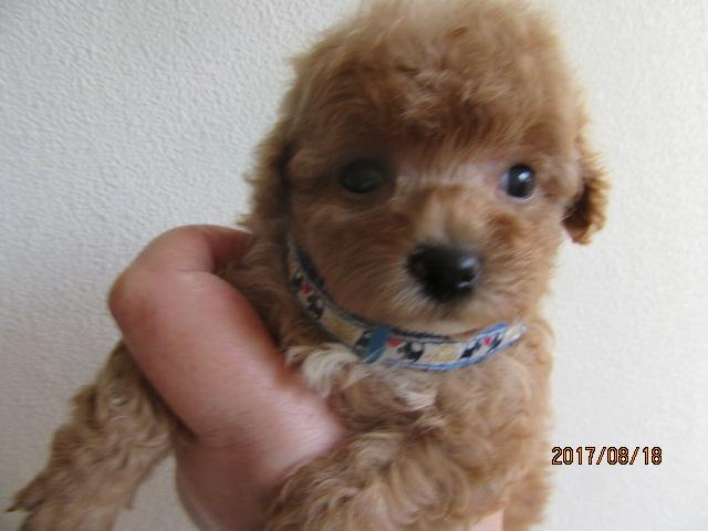 トイプードルトイプードル＆マルチーズ、ミックス