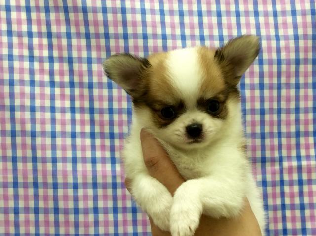 チワワ(ロングコート)