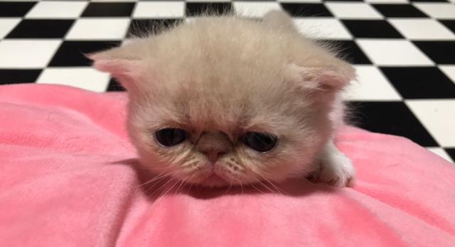 エキゾチックショートヘアー